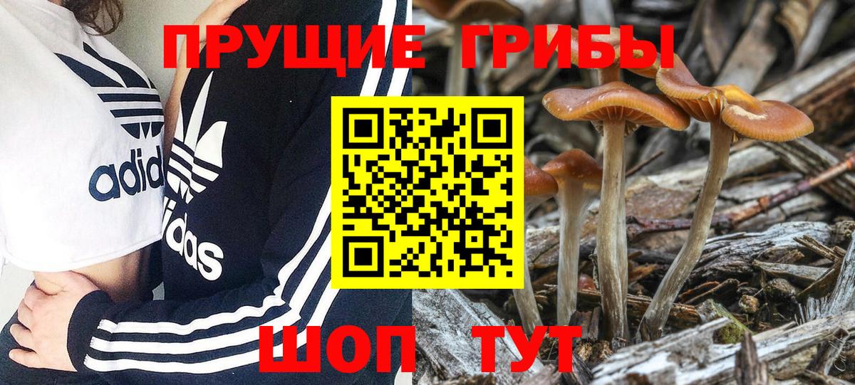 Псилоцибиновые грибы Psilocybe  Вход с VPN  Псилоцибиновые грибы Psilocybe  Старая Купавна 